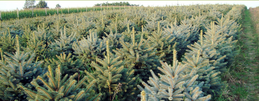 świerk picea pungens Polska