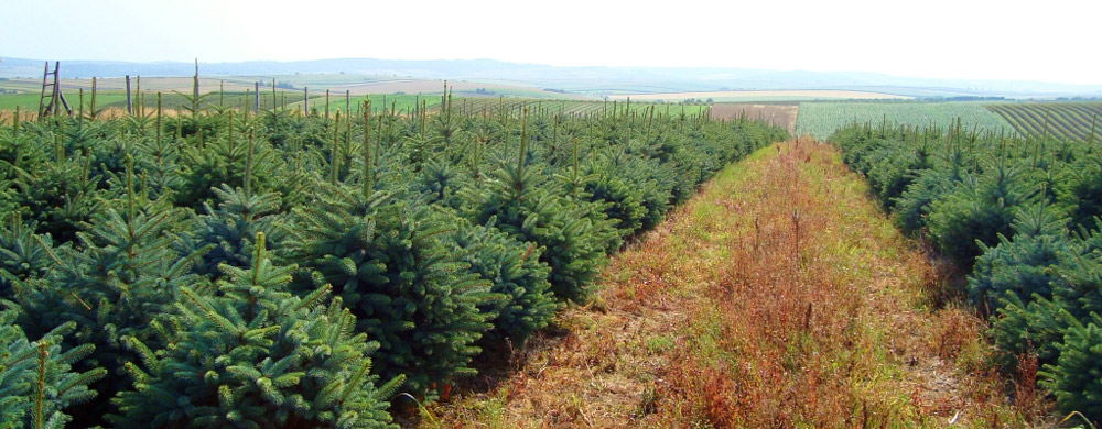 świerk picea pungens Polska