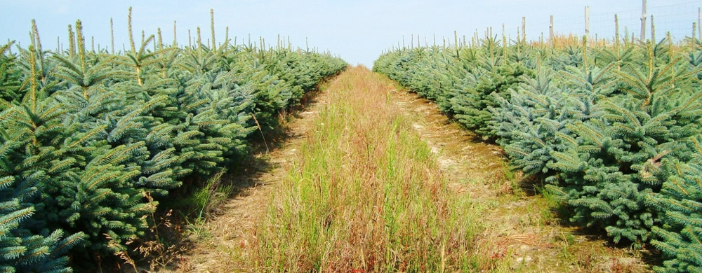 świerk picea pungens Polska